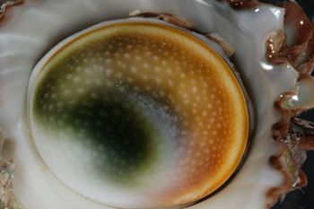Media type: image;   Malacology 393771 Description: live specimen;